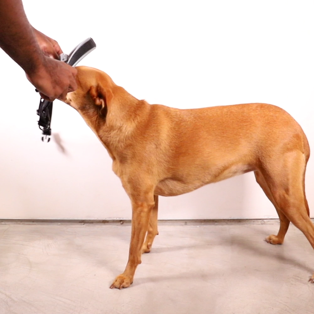 Peitoral Antipuxão SofterWalk para Cachorros Reebok Suede | Zee.Dog