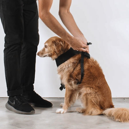 雨　PET Peitoral para cachorros Air Mesh Chewy | Zee.Dog