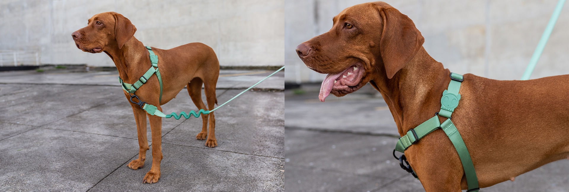Peitoral para Cachorros Antipuxão Army Green | Lifestyle Images