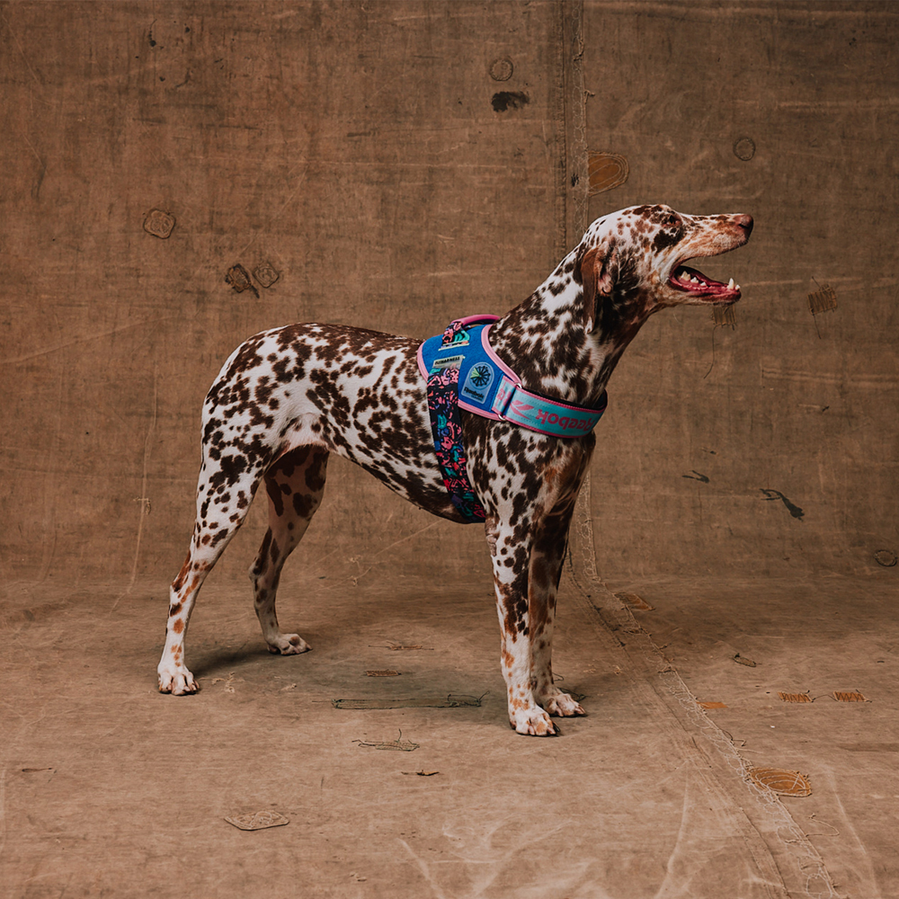 Peitoral para Cachorros FlyHarness Reebok Aerobic