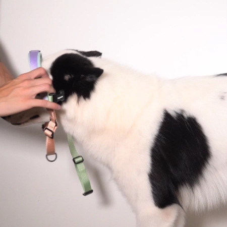 ペコ Peitoral Antipuxão SofterWalk para Cachorros Peach | Zee.Dog