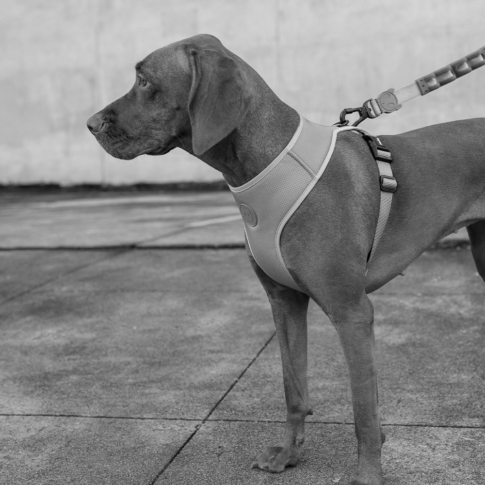 Peitoral para Cachorros Air Mesh Ajustável Jacquard Gibson