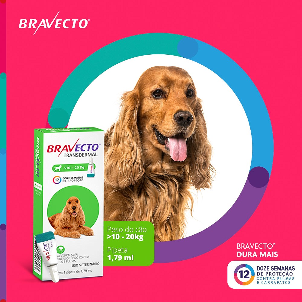 Antipulgas e Carrapatos Bravecto Transdermal para Cães de 10kg a 20kg - 500mg
