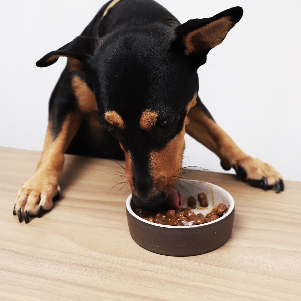 Ração Úmida Selections For Pets para Cães Filhotes de Porte Pequeno e Mini Sabor Carne ao Molho