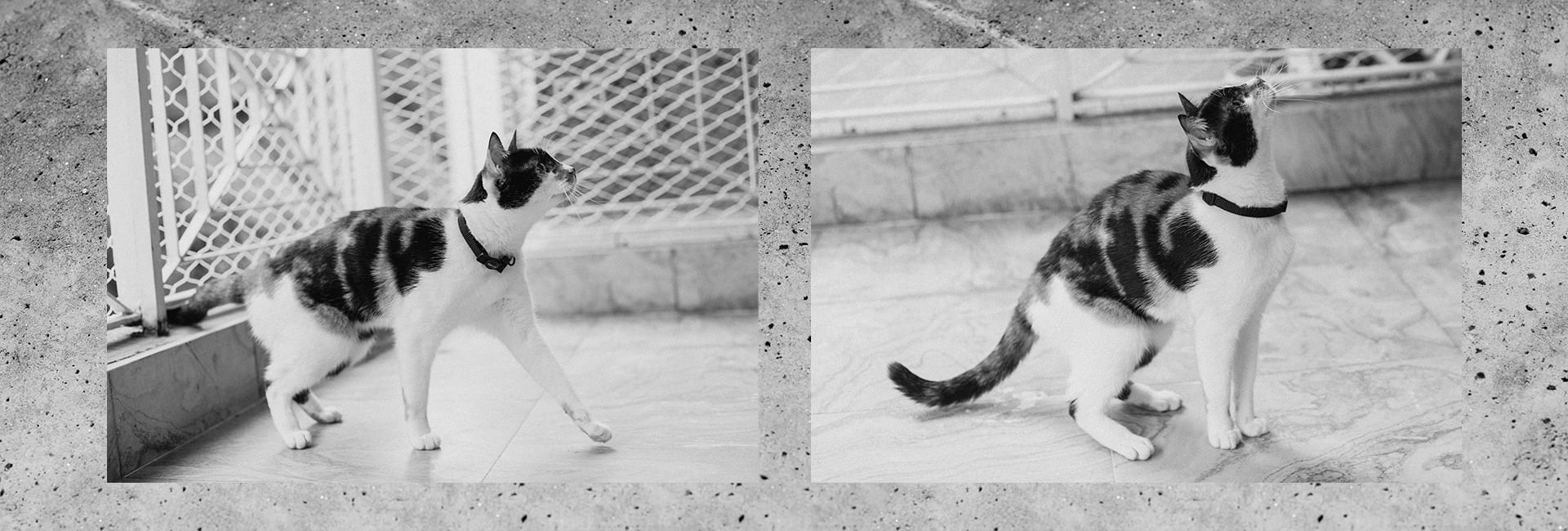 Coleira Zee.Cat Gotham para Gatos | Lifestyle Images