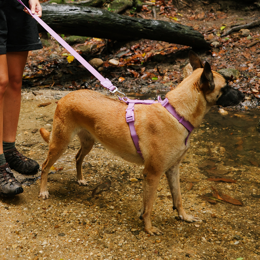 Peitoral para Cachorros H Neopro Ultra Violet | Imagem 3