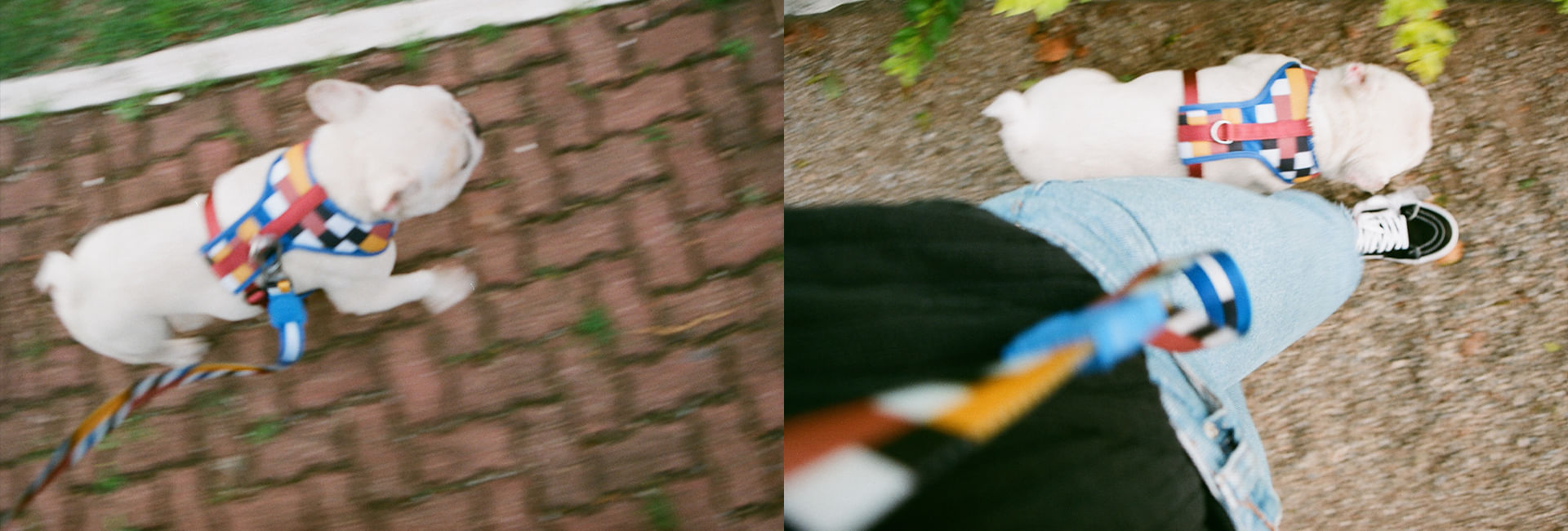 Peitoral para Cachorros Air Mesh Blocks | Lifestyle Images