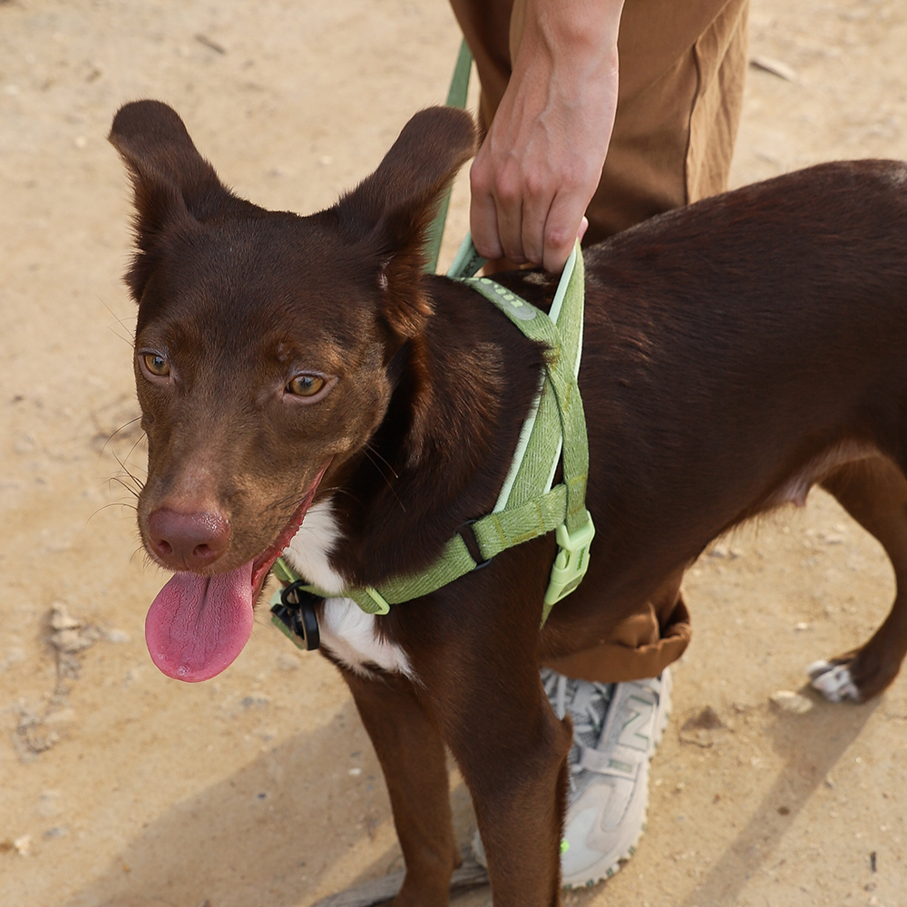 Peitoral Antipuxão SofterWalk para Cachorros Naturals Moss