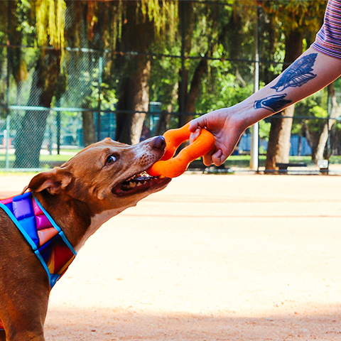 Brinquedo de Puxar para Cachorros H3D | Zee.Dog