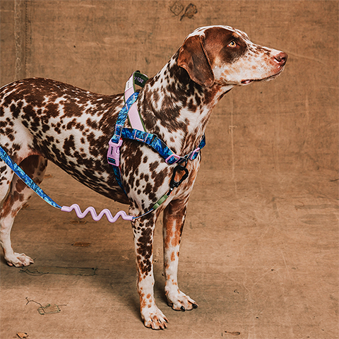Peitoral Antipuxão SofterWalk para Cachorros Reebok Trekk | Zee.Dog