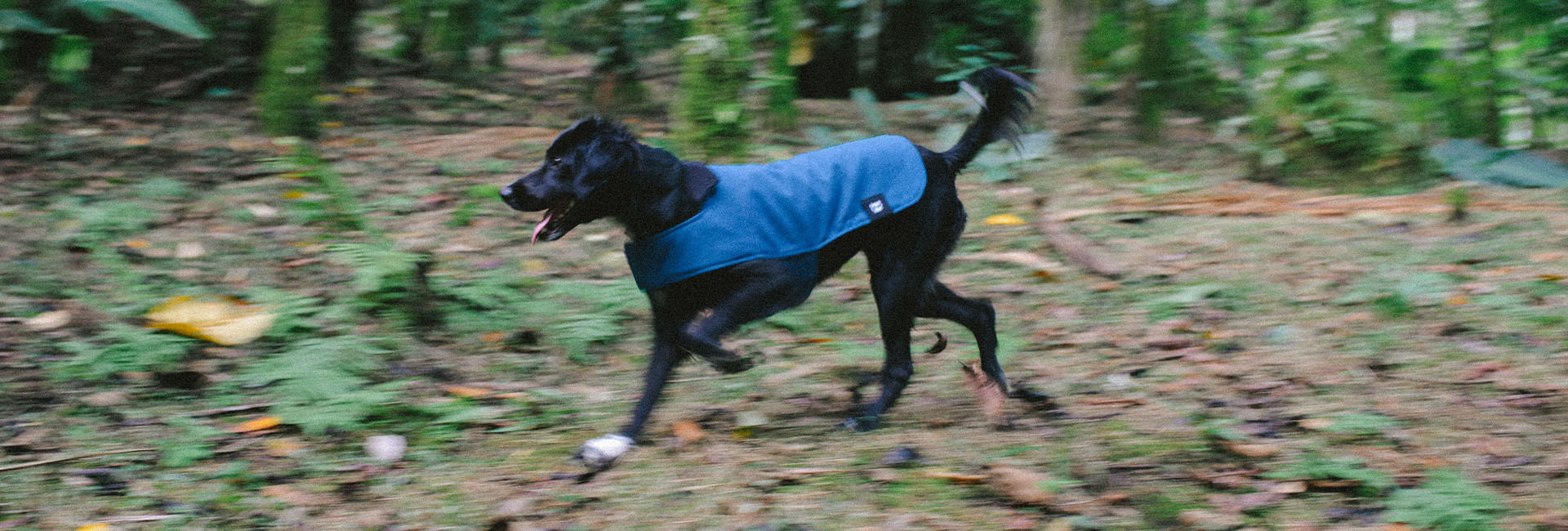 Casaco para Cachorros Deep Blue | Lifestyle Images