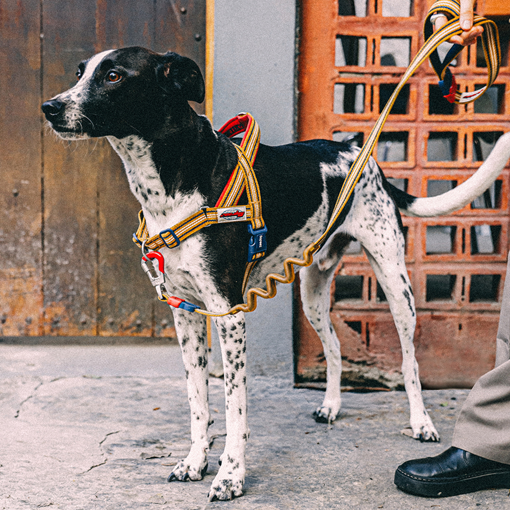 Peitoral Antipuxão SofterWalk para Cachorros Velvet Vibes Misfit | Imagem 2