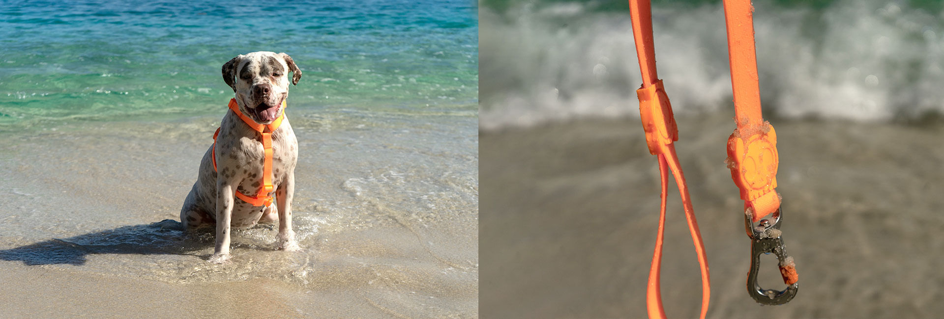 Coleira para Cachorros Neopro Tangerine | Lifestyle Images