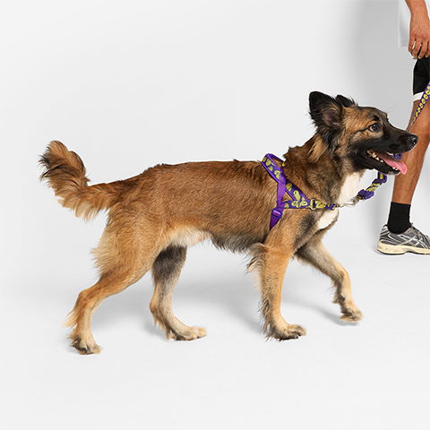 Peitoral Antipuxão SofterWalk para Cachorros Zmiley | Zee.Dog