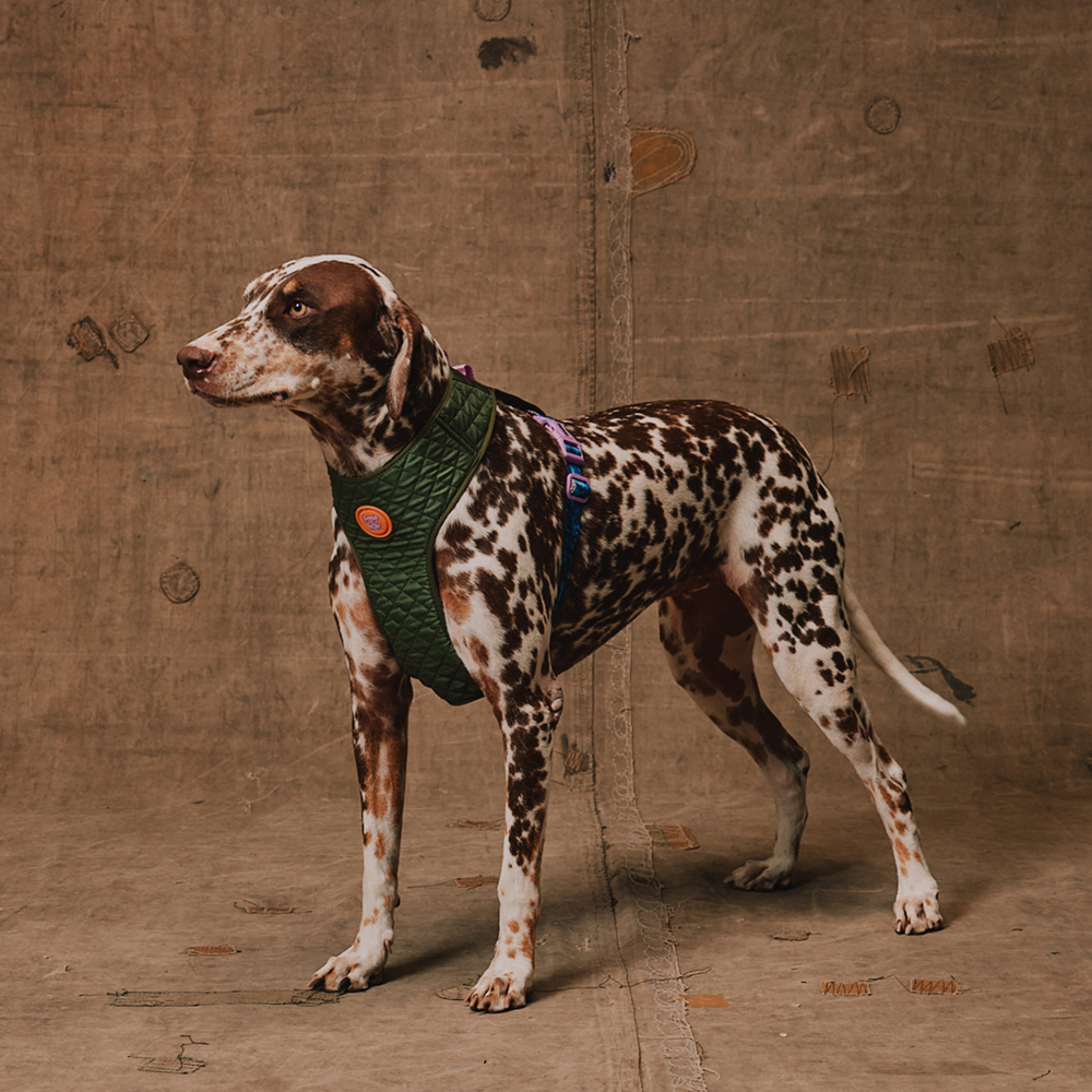 Peitoral para Cachorros Air Mesh Ajustável Reebok Trekk | Imagem 5