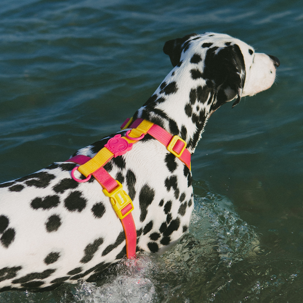 Peitoral para Cachorros H Neopro Lyra | Zee.Now