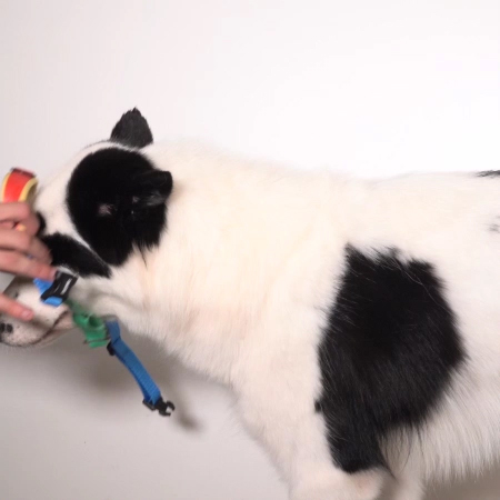 Peitoral Antipuxão SofterWalk para Cachorros Mellow | Zee.Dog