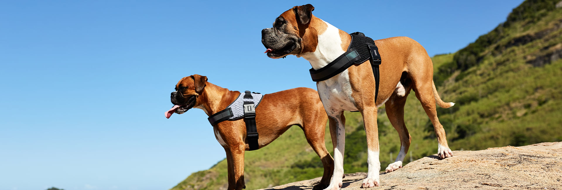 Peitoral para Cachorros FlyHarness Urban | Lifestyle Images