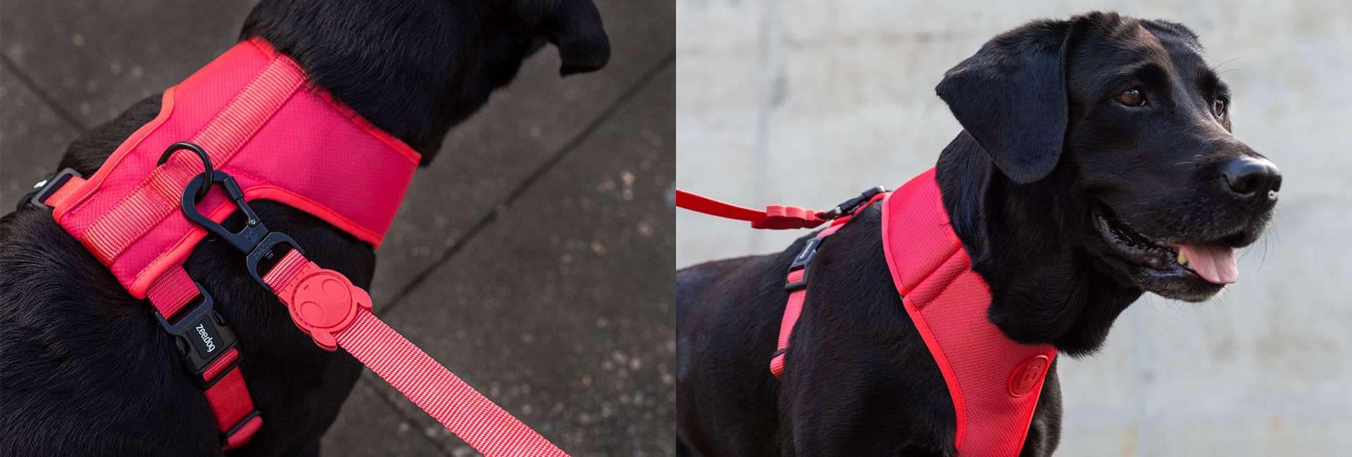 Guia com Amortecedor para Cachorros Neon Coral | Lifestyle Images