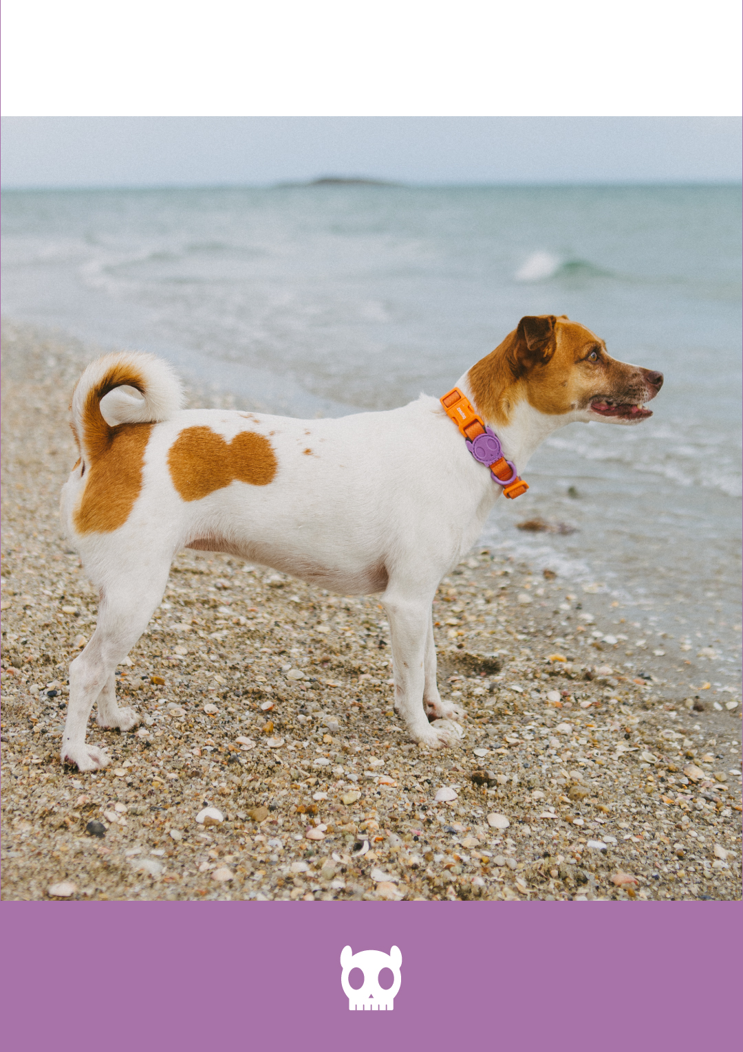 Coleira para Cachorros Neopro Iris