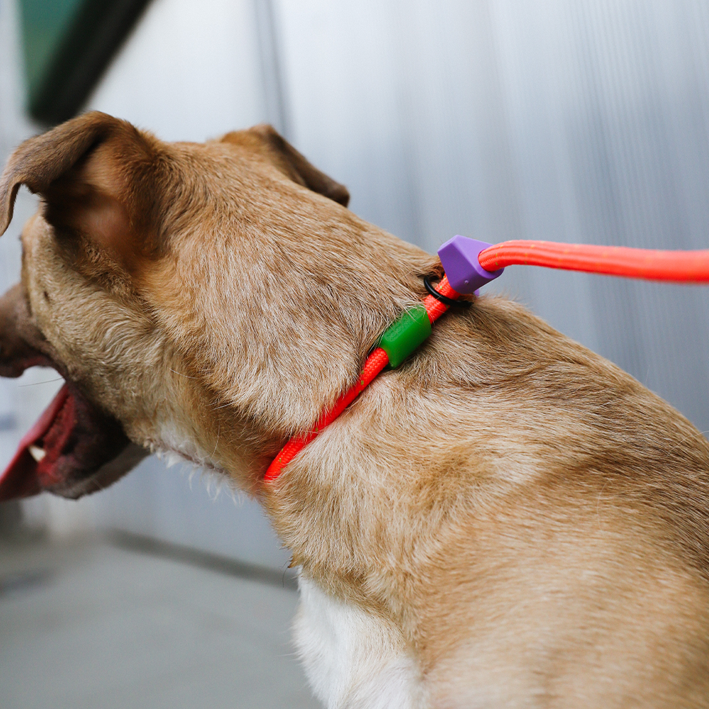 Guia Unificada para Cachorros Slip-N-Lock Everest 