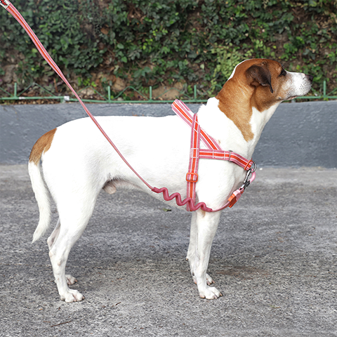 Peitoral Antipuxão SofterWalk para Cachorros Velvet Vibes Courtney | Zee.Dog