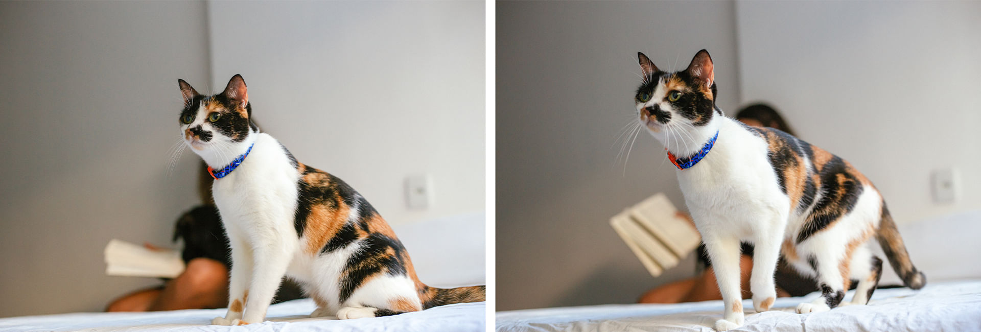 Coleira Zee.Cat Atlanta para Gatos | Lifestyle Images