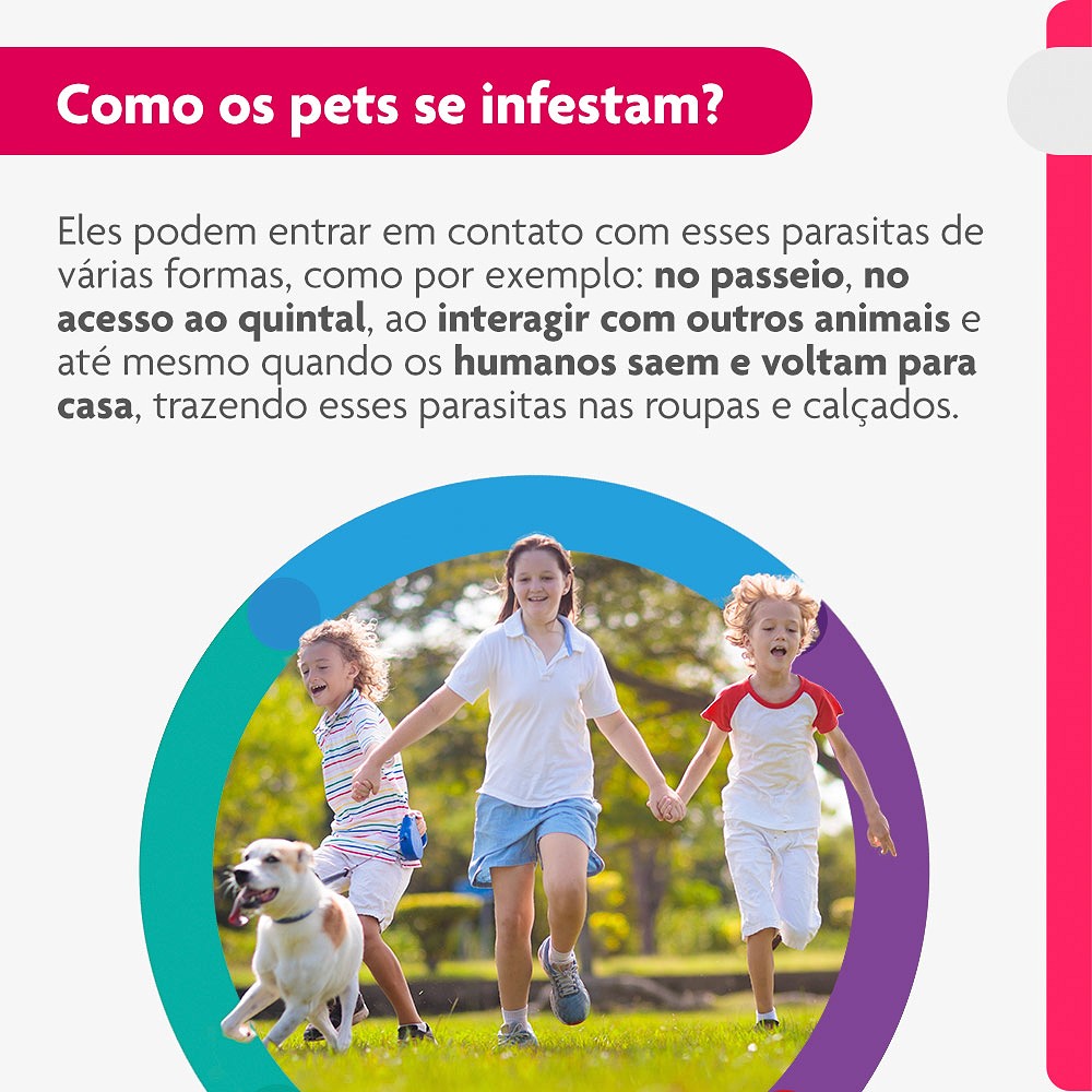 Antipulgas e Carrapatos Bravecto Transdermal para Cães de 10kg a 20kg - 500mg