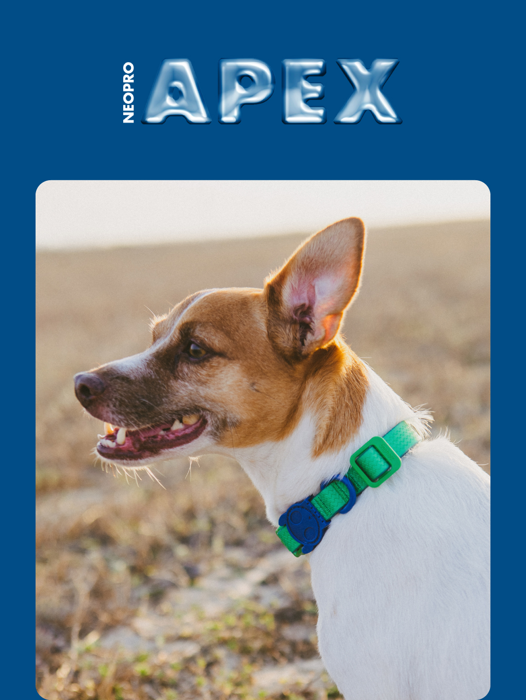 Coleira para Cachorros Neopro Apex