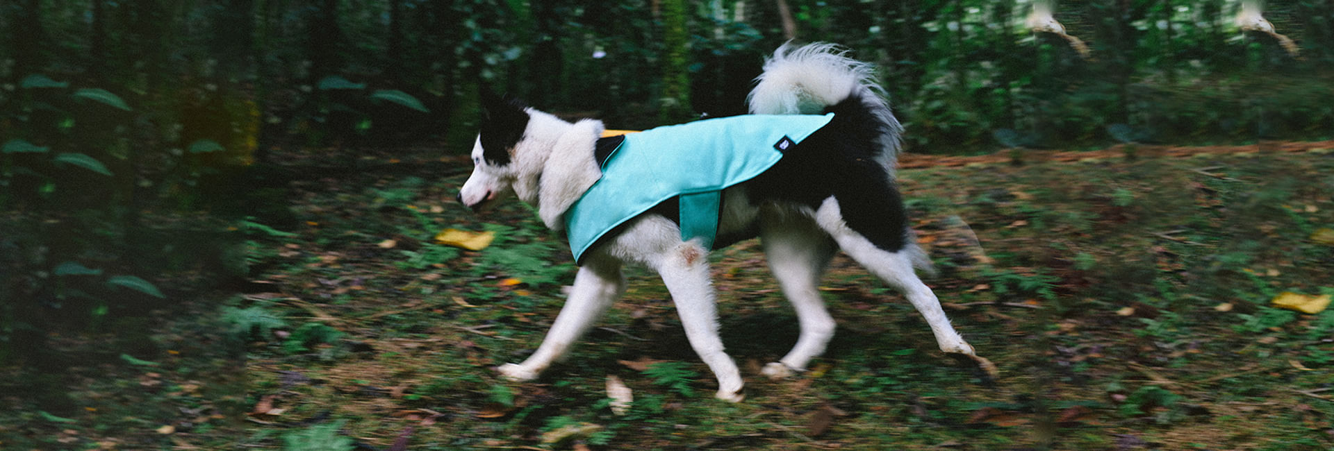 Casaco para Cachorros Mint | Lifestyle Images