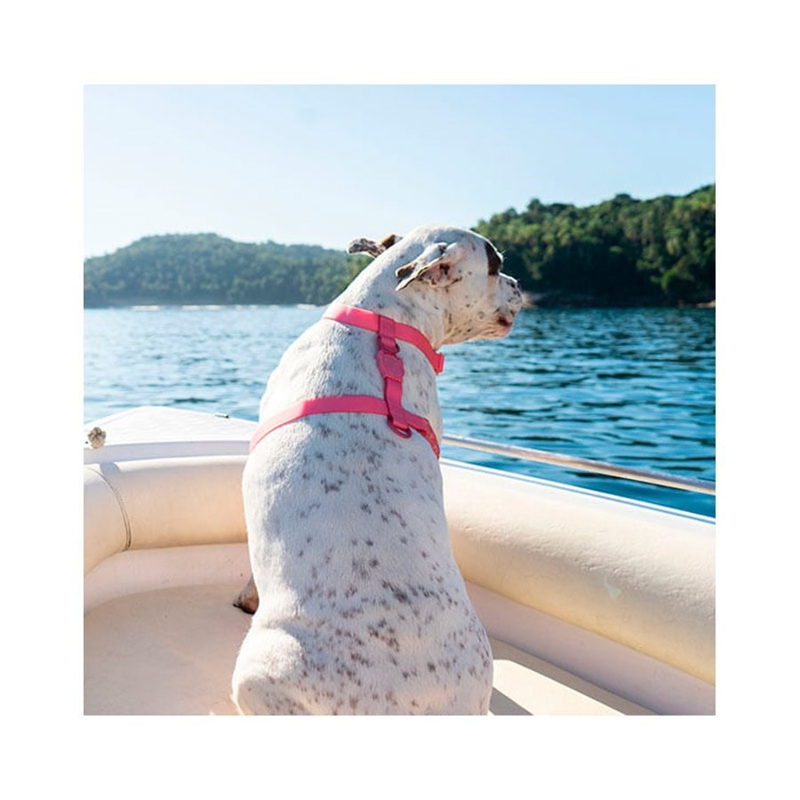 ニャメロ Peitoral em H Zeedog para Cachorros Neopro Apex M