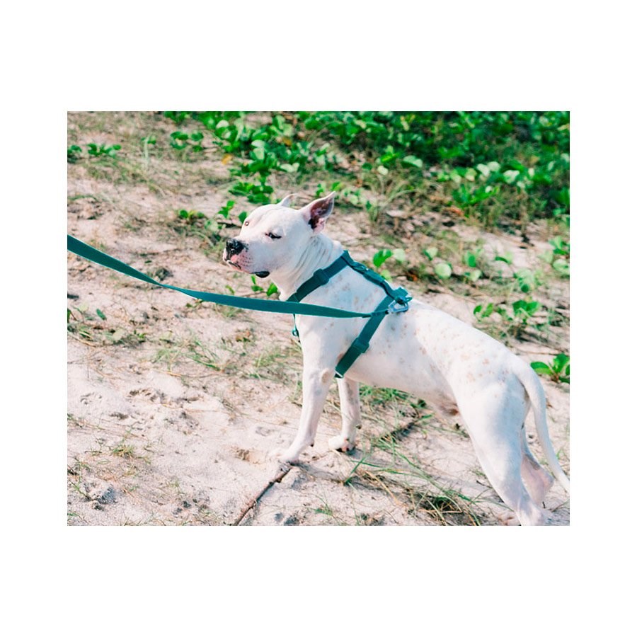 Peitoral para Cachorros H Neopro Amazonia