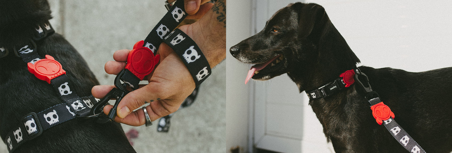 Coleira para Cachorros Skull 2.0 | Lifestyle Images