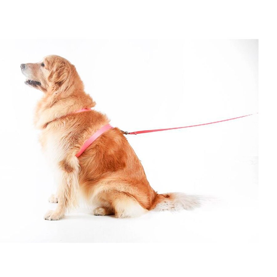 Peitoral H e Guia Toh Fuji para Cães