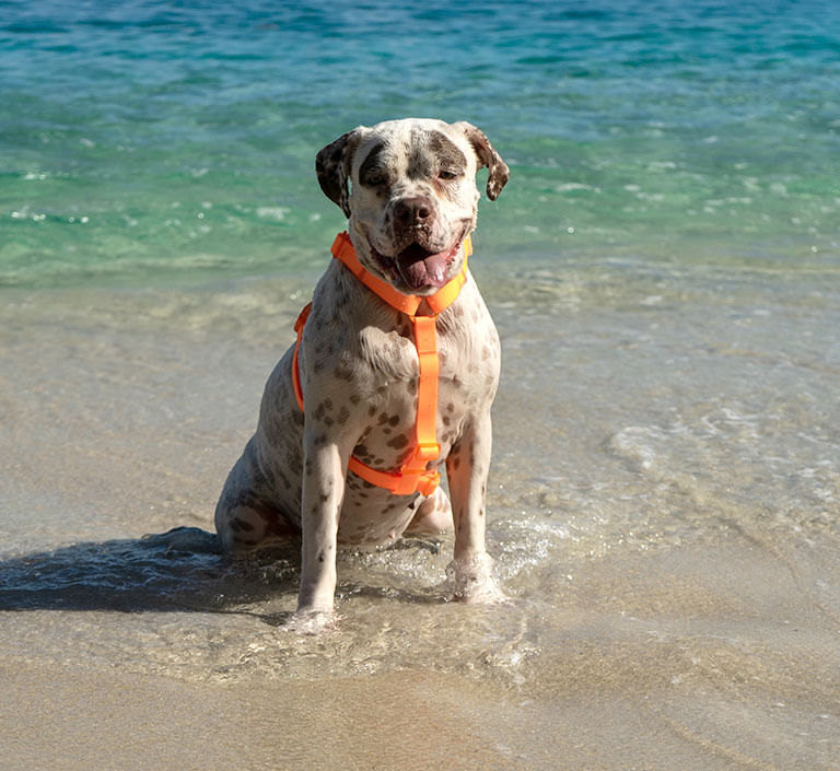 Peitoral para Cachorros H Neopro Tangerine | Lifestyle Images