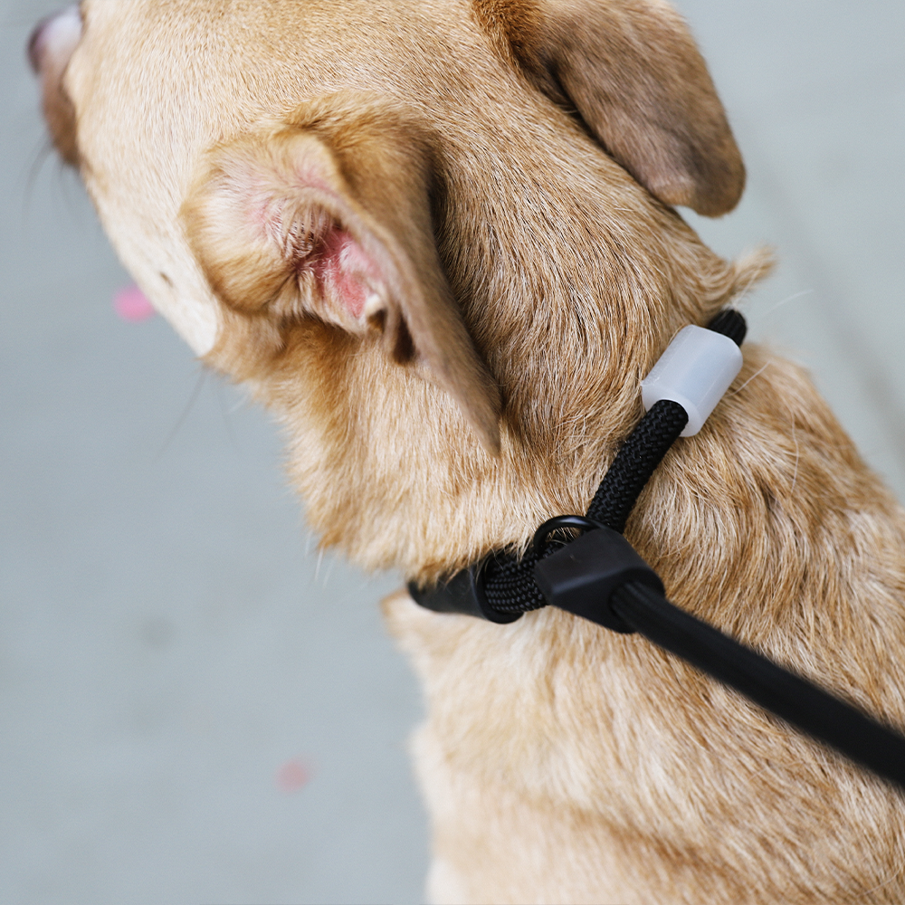 Guia Unificada para Cachorros Slip-N-Lock Gotham 