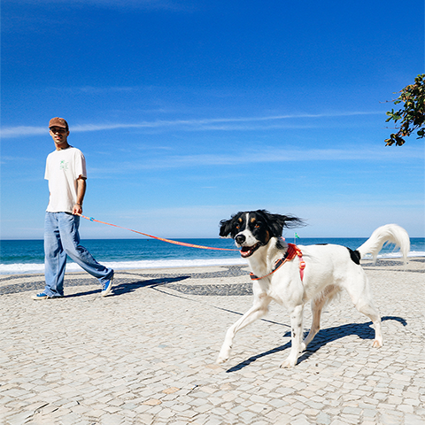 Guia Longa para Cachorros Segundo | Zee.Dog