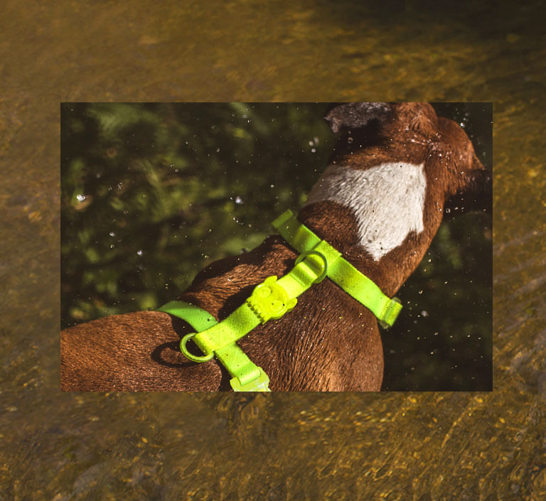 Peitoral para Cachorros H Neopro Verde Limão | Lifestyle Images