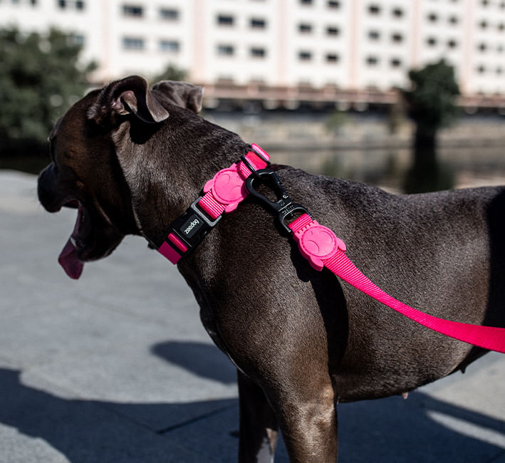 Coleira para Cachorros Pink Led | Lifestyle Images