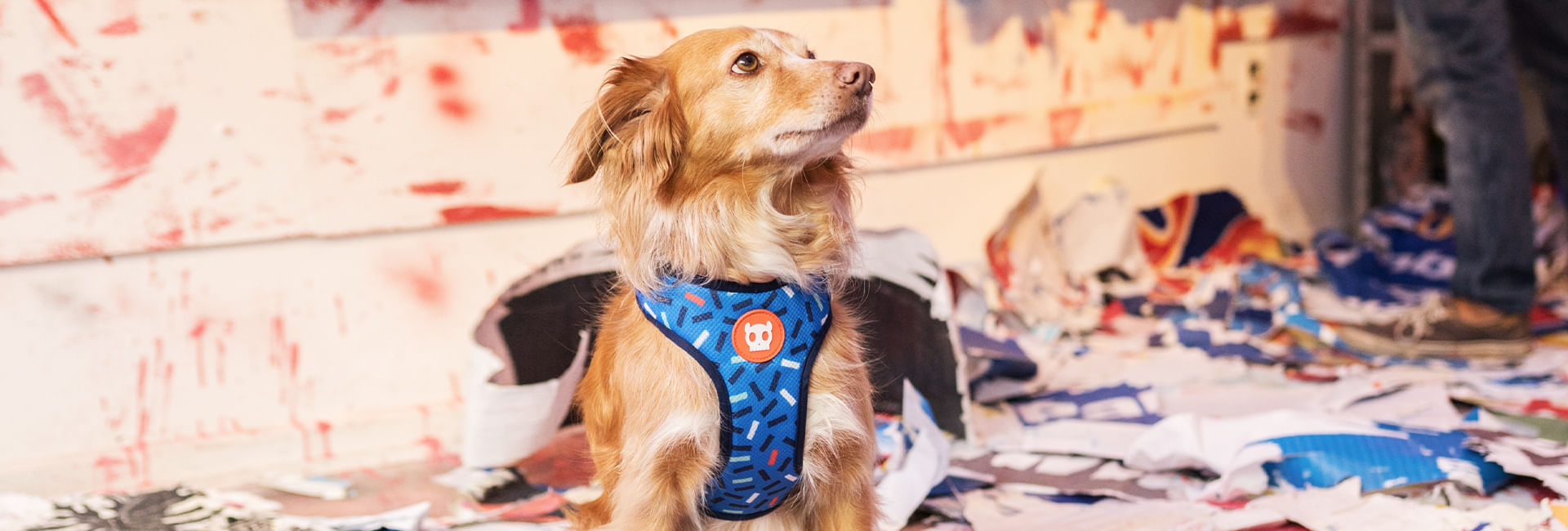 Peitoral para Cachorros Air Mesh Ajustável Atlanta | Lifestyle Images