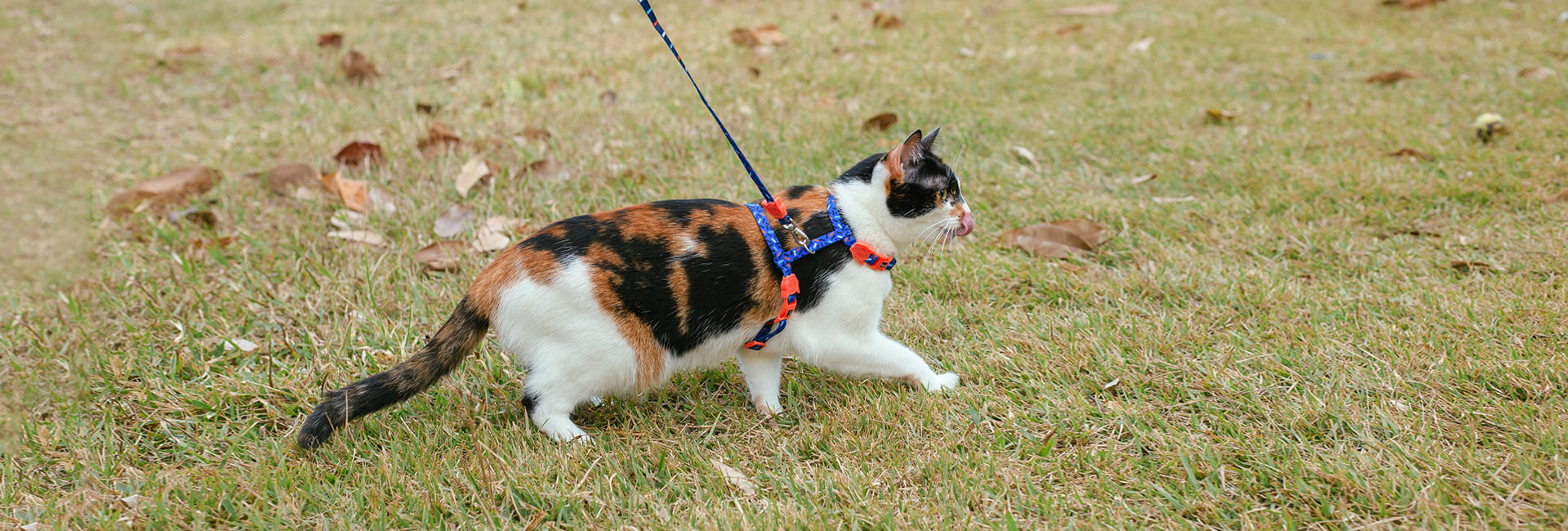 Coleira Zee.Cat Atlanta para Gatos | Lifestyle Images