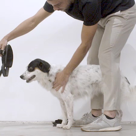 Peitoral para Cachorros FlyHarness Kermit | Zee.Dog