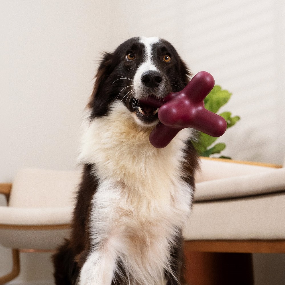 Brinquedo Lump Asterisco Roxo para Cães