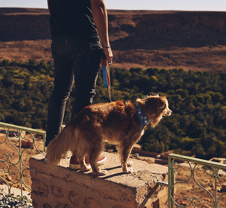 Peitoral para Cachorros Air Mesh Yansun | Lifestyle Images