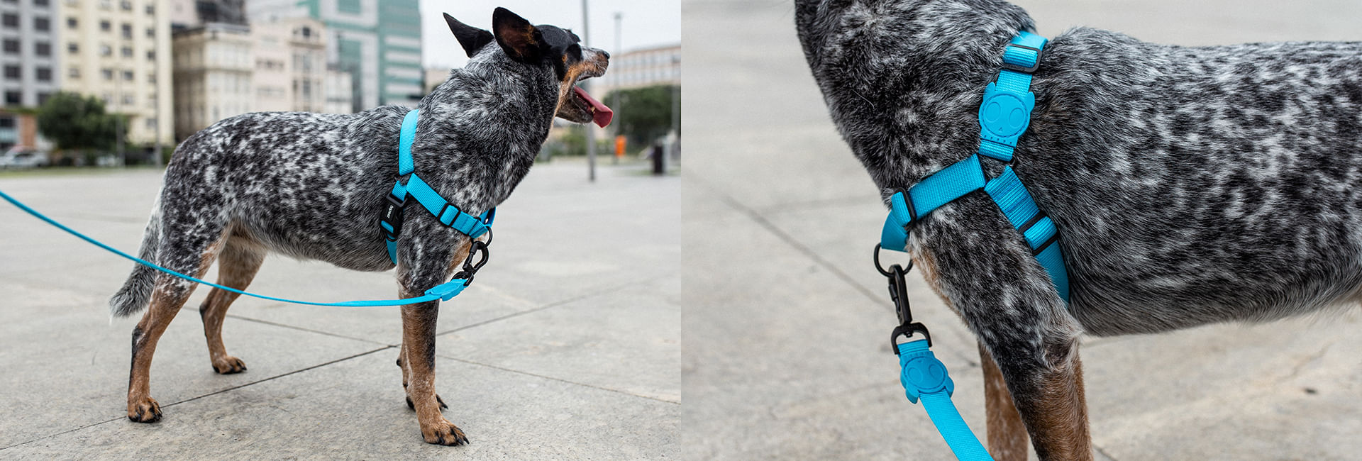 Peitoral para Cachorros Air Mesh Ajustável Ultimate Blue | Lifestyle Images