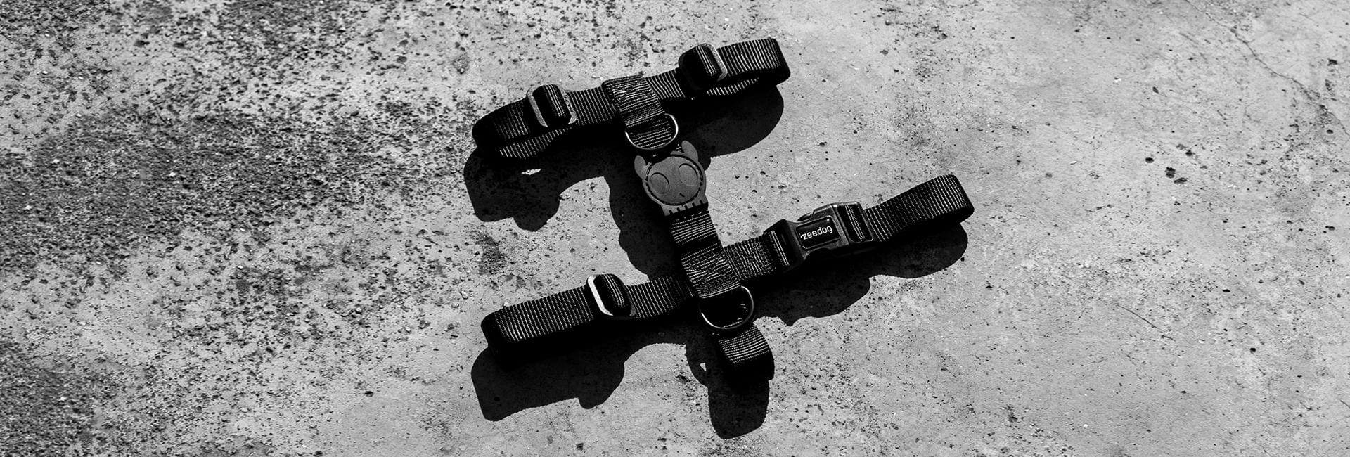 Guia para Cachorros Gotham | Lifestyle Images