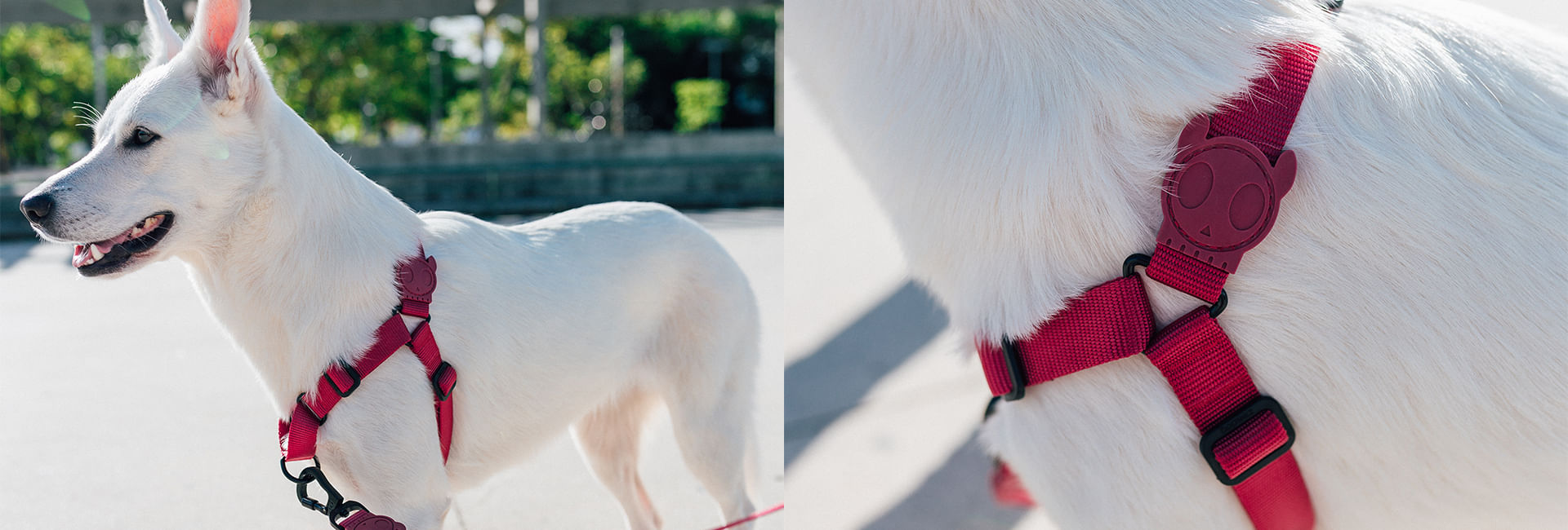 Guia com Amortecedor para Cachorros Bordeau | Lifestyle Images