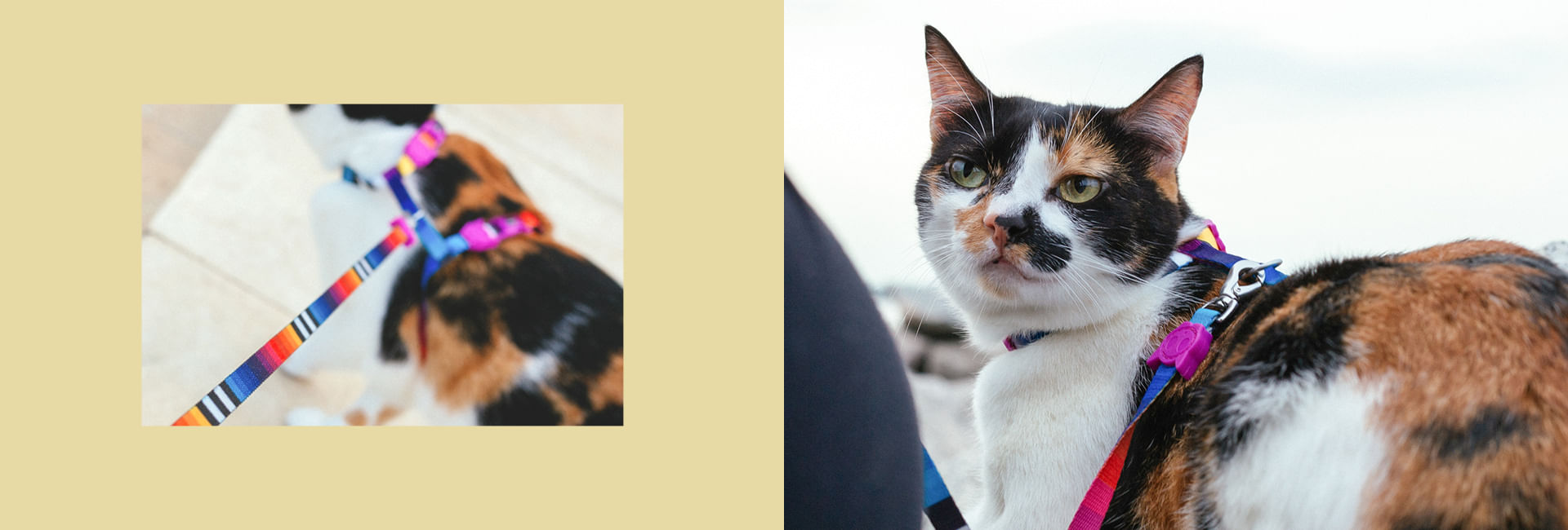 Coleira Zee.Cat Prisma para Gatos | Lifestyle Images