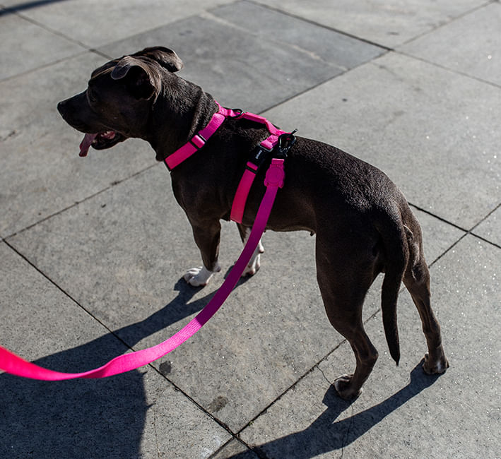 Peitoral para Cachorros H Pink Led | Lifestyle Images