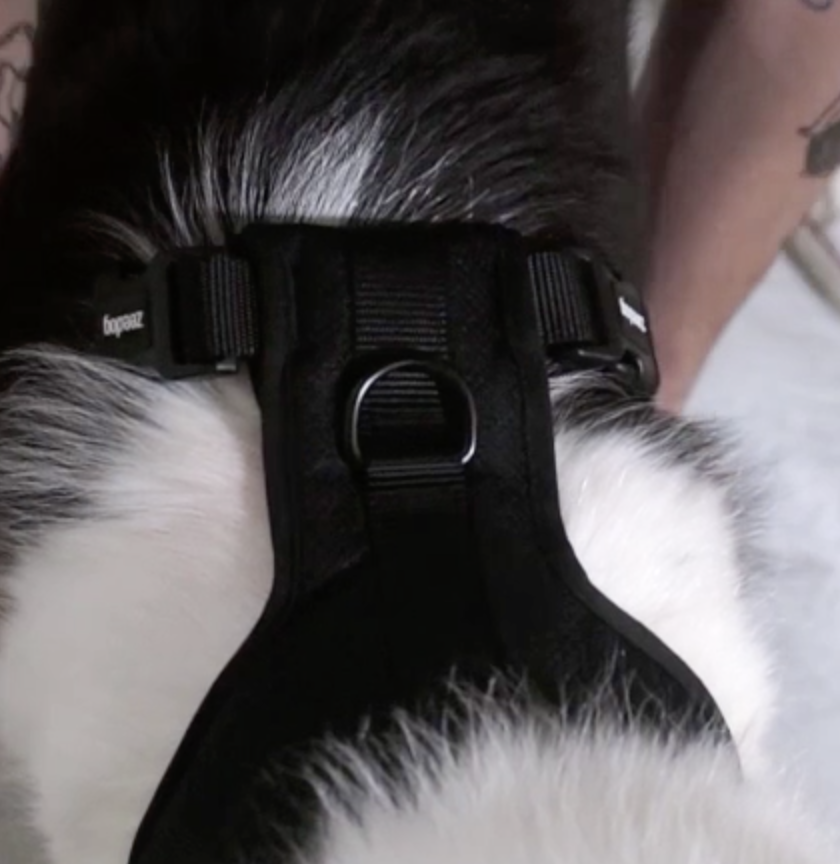 スリーピングアニマル Amazon.co.jp: スリーピングアニマル ぬいぐるみ 抱き枕 クッション